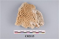 藏品(珊瑚化石)的圖片